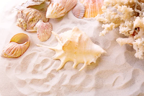 Schöne Muscheln auf Sand — Stockfoto