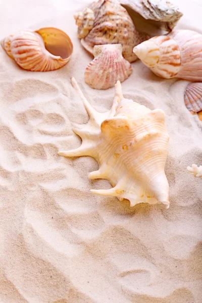 Schöne Muscheln auf Sand — Stockfoto