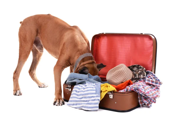 Piękny bokser pies z walizką na białym tle — Zdjęcie stockowe