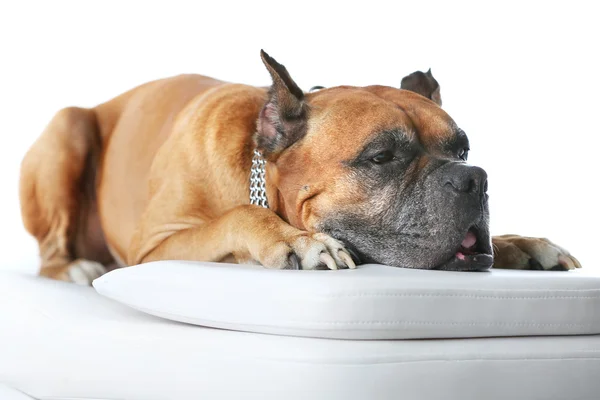 Perro relajante sobre mesa de masaje, sobre fondo claro — Foto de Stock