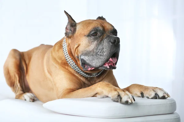 Cão relaxante na mesa de massagem, no fundo claro — Fotografia de Stock