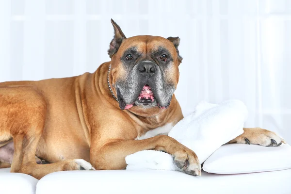 Cão relaxante na mesa de massagem, no fundo claro — Fotografia de Stock