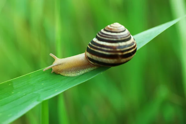 Escargot sur tige verte — Photo