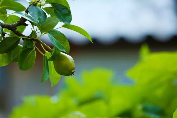 Krásné jarní listy s ovoce na stromě venku — Stock fotografie