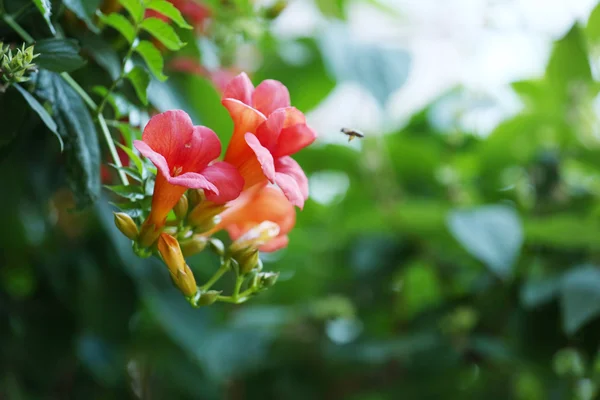 Belles fleurs poussant dans le jardin — Photo
