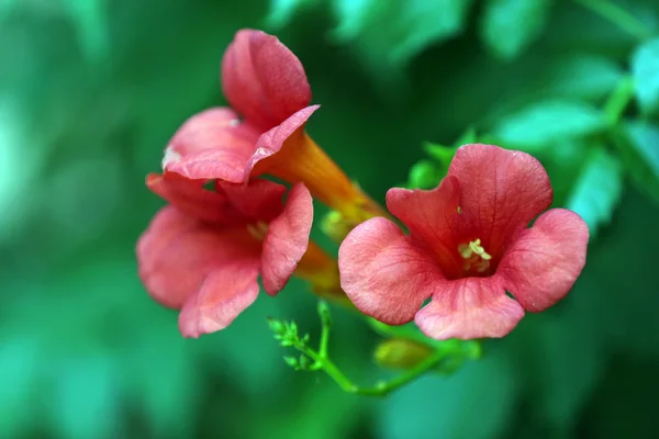 Hermosas flores que crecen en el jardín —  Fotos de Stock