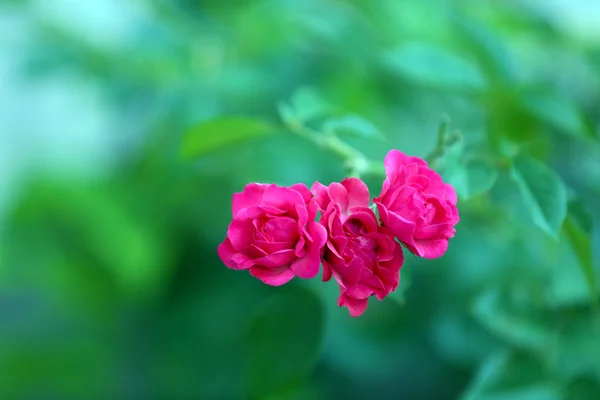 Hermosas rosas creciendo en el jardín — Foto de Stock