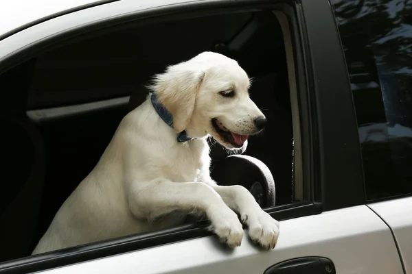 Cute Labrador retriever dog in car — Stock Photo, Image