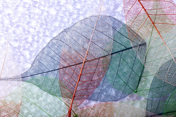 Abstrato colorido esqueleto folhas fundo — Fotografia de Stock