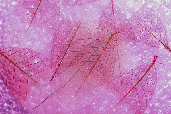 Esqueleto rosa hojas fondo —  Fotos de Stock