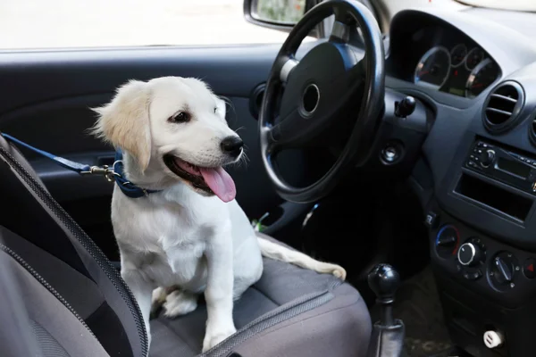 Cute Labrador retriever dog in car — Stock Photo, Image