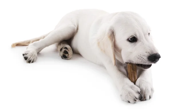 Labrador hond kauwen bot — Stockfoto