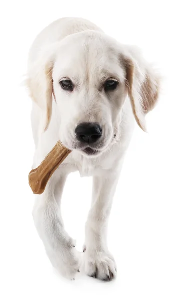 Labrador dog chewing bone — Stock Photo, Image