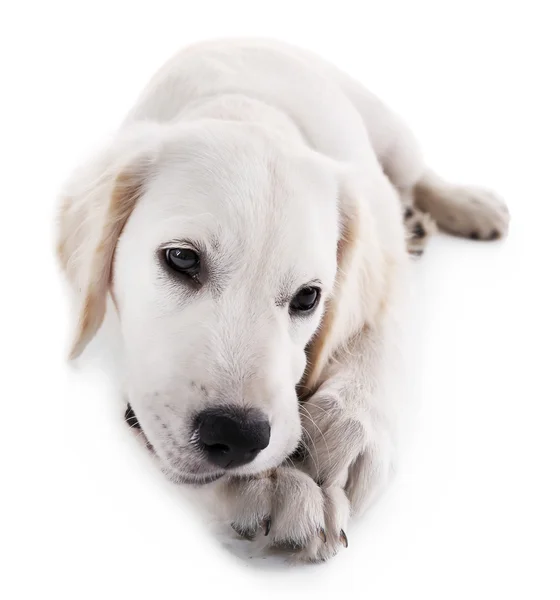 Labrador Pies kości do żucia — Zdjęcie stockowe