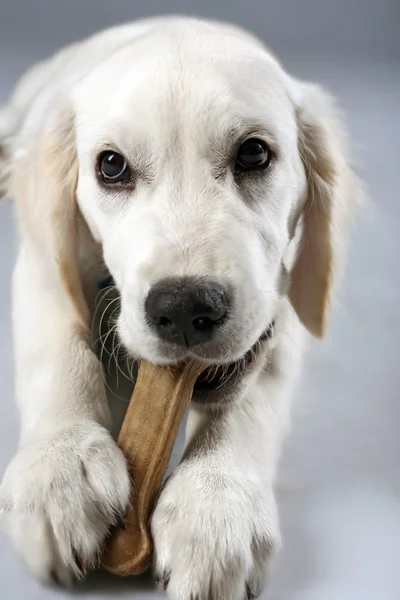 Labrador koira pureskelu luu — kuvapankkivalokuva