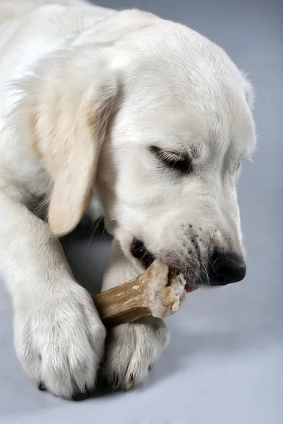 Labrador dog chewing bone