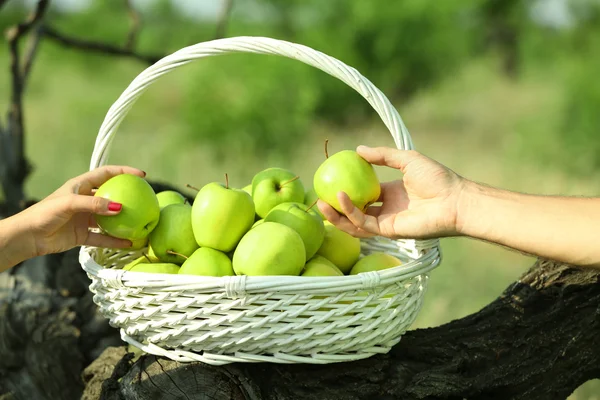 Manos femeninas tomando manzana verde de la cesta de mimbre, al aire libre —  Fotos de Stock