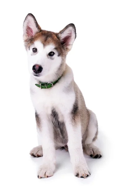 Cute Malamute puppy sitting isolated on white — Stock Photo, Image