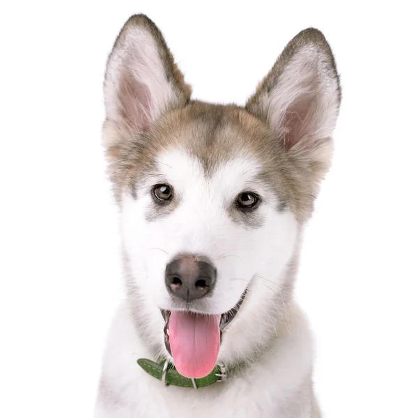 Porträtt av Malamute hundvalp isolerad på vit — Stockfoto