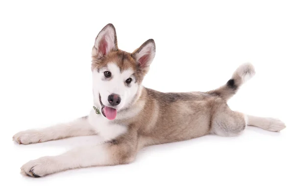 Lindo cachorro Malamute acostado aislado en blanco —  Fotos de Stock