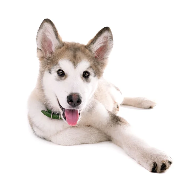 Cute Malamute puppy lying isolated on white — Stock Photo, Image