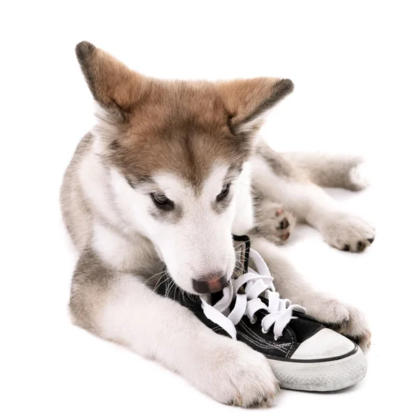 Cute Malamute puppy chewing gumshoes isolated on white — Stock Photo, Image