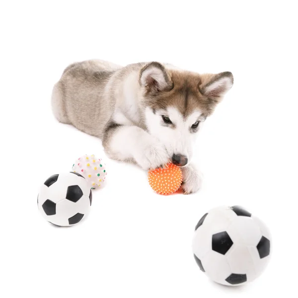 Cute Malamute puppy playing with rubber balls isolated on white — Stock Photo, Image
