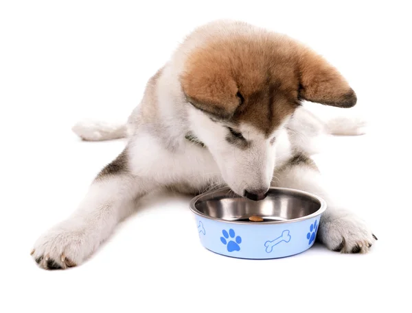 Lindo cachorro Malamute comiendo de cuenco de metal aislado en blanco — Foto de Stock