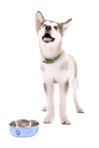 Metal kase üzerinde beyaz izole gelen yeme malamute köpek yavrusu — Stok fotoğraf