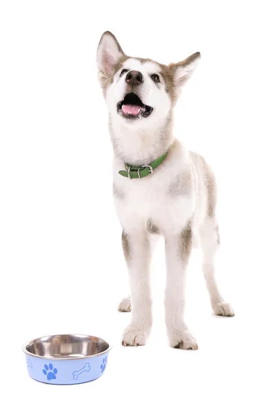 Malamute puppy eating from metal bowl isolated on white — Stock Photo, Image