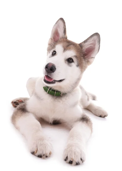 Schattig Malamute pup liegen geïsoleerd op wit — Stockfoto