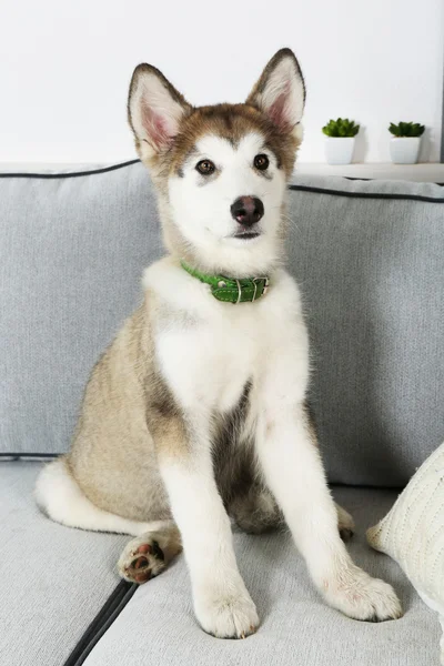 可爱的阿拉斯加雪橇犬的小狗 — 图库照片