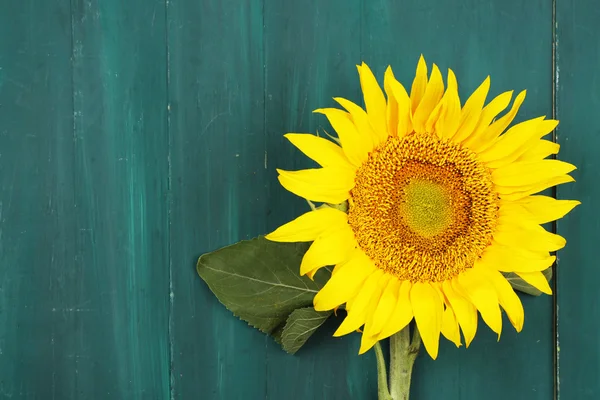 Sonnenblume auf Holzgrund — Stockfoto