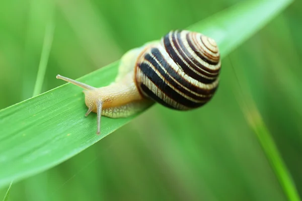 Escargot sur tige verte Images De Stock Libres De Droits