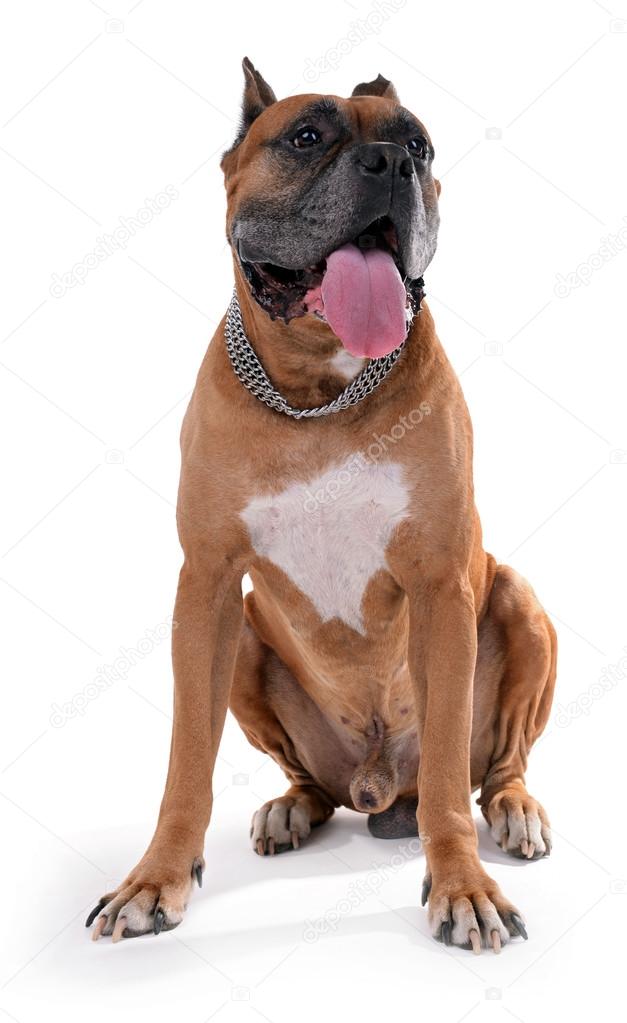 Beautiful Boxer Dog