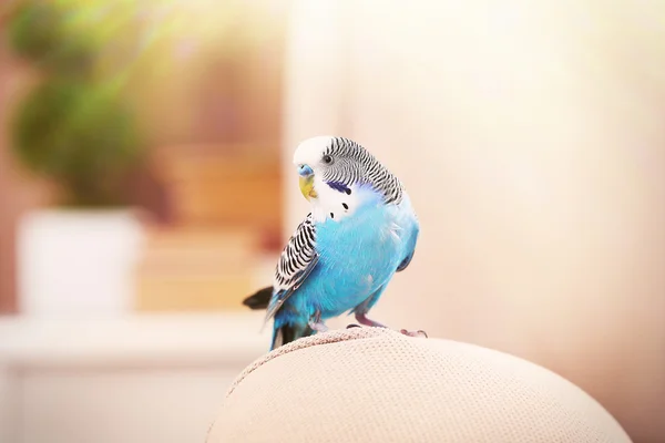 Niebieski papugi w domu — Zdjęcie stockowe