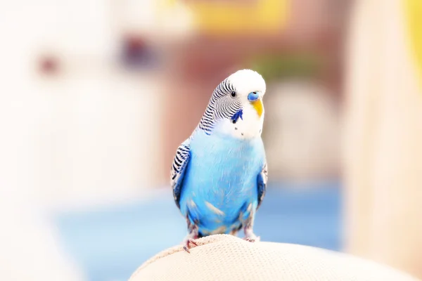 Orçamento azul em casa — Fotografia de Stock