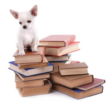 Çok güzel chihuahua köpek kitap yığını