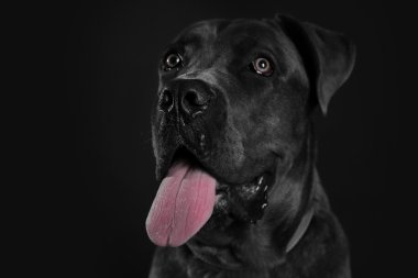 Cane corso Italiano köpek siyah arka plan üzerine