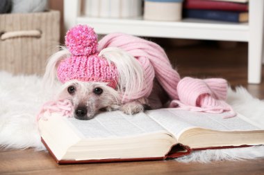 Tüysüz Çin köpeği Oda kitap ile tepeli.