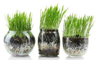 Yeşil çim şeffaf tencere