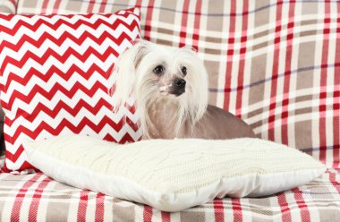 Çince Tepeli Köpek kanepede kapalı dinlenme
