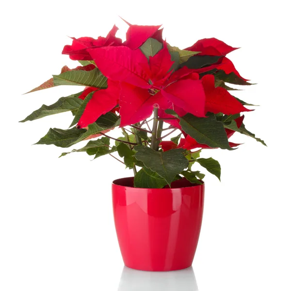 Beautiful poinsettia in flowerpot isolated on white — Stock Photo, Image