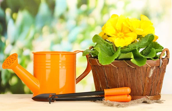 Schöne gelbe Primeln im Korb auf Holztisch auf grünem Hintergrund — Stockfoto