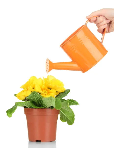 Primula in flowerpot and watering can — Stock Photo, Image