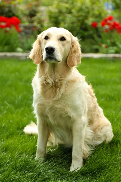 Bedårande labrador sitter på grönt gräs, utomhus — Stockfoto