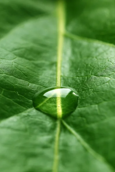 Feuille verte avec gouttelette — Photo