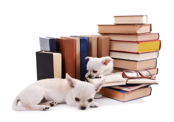 Chihuahua śliczny psy — Zdjęcie stockowe