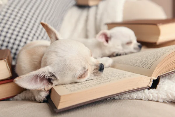 Chihuahua śliczny psy — Zdjęcie stockowe