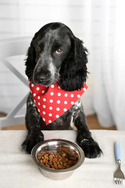 Cão olhando para prato de kibbles na mesa de jantar — Fotografia de Stock